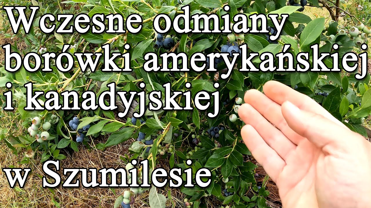 Wczesne odmiany borówki amerykańskiej i kanadyjskiej w Szumilesie - Ogrodowe pierdamony 163
