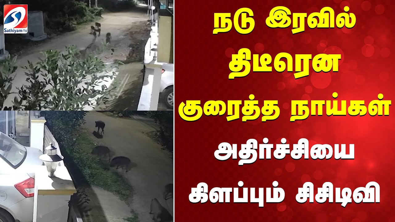 Wild pigs | kovai | நடு இரவில் திடீரென குரைத்த நாய்கள் - அதிர்ச்சியை கிளப்பும்  சிசிடிவி