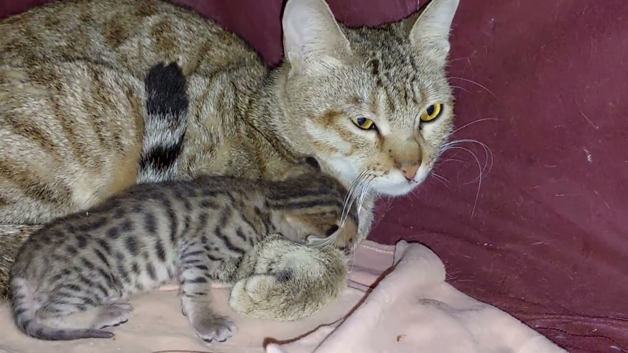 MOTHER Cat Putting Kitten's Life in DANGER?