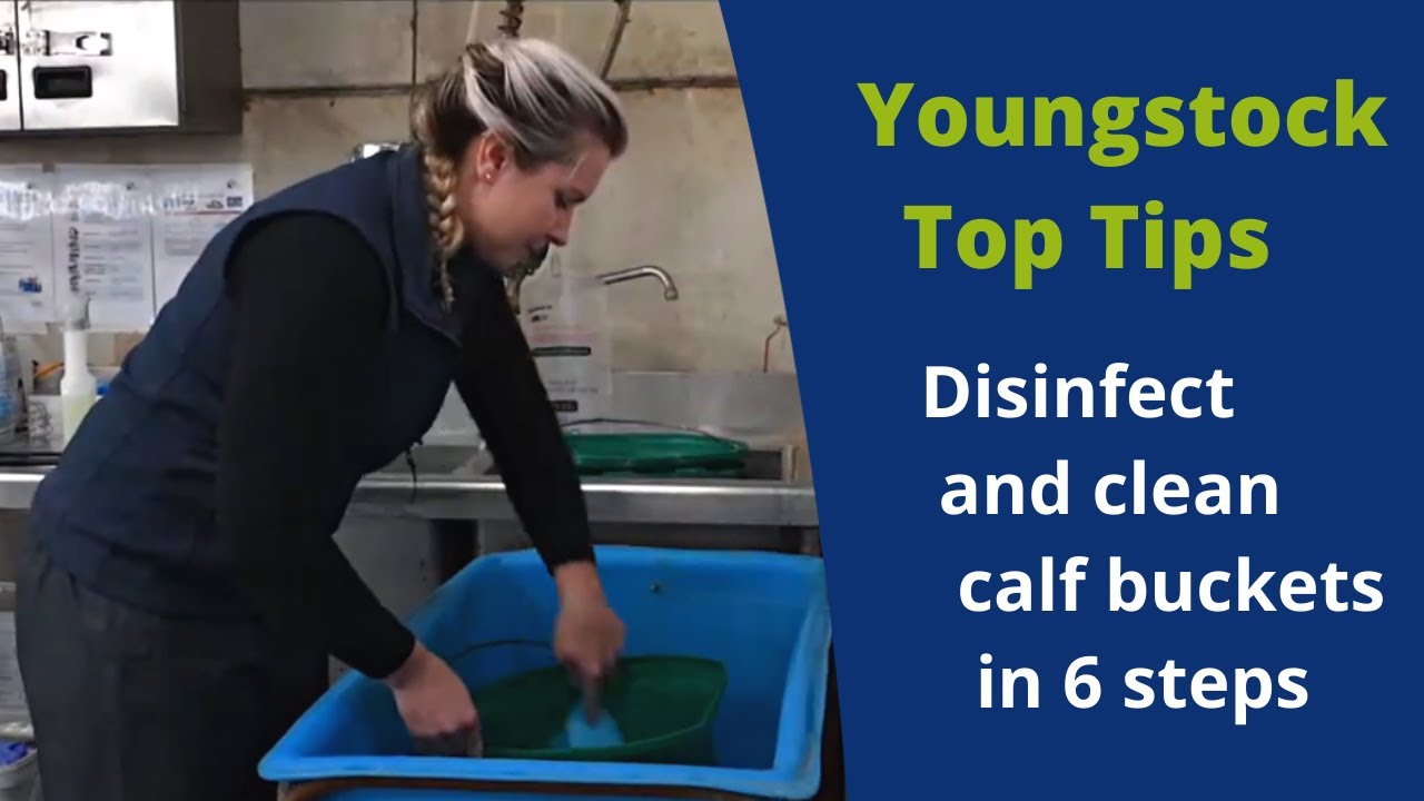 Top tips on cleaning your calf buckets | ForFarmers