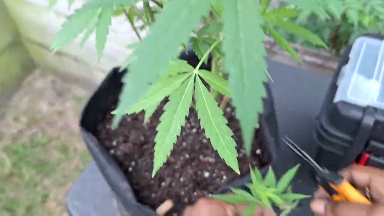 Greenhouse cannabis pruning time! Plant Trimming, Pruning, Cannabis, Marijuana, Mary Jane - Part 1