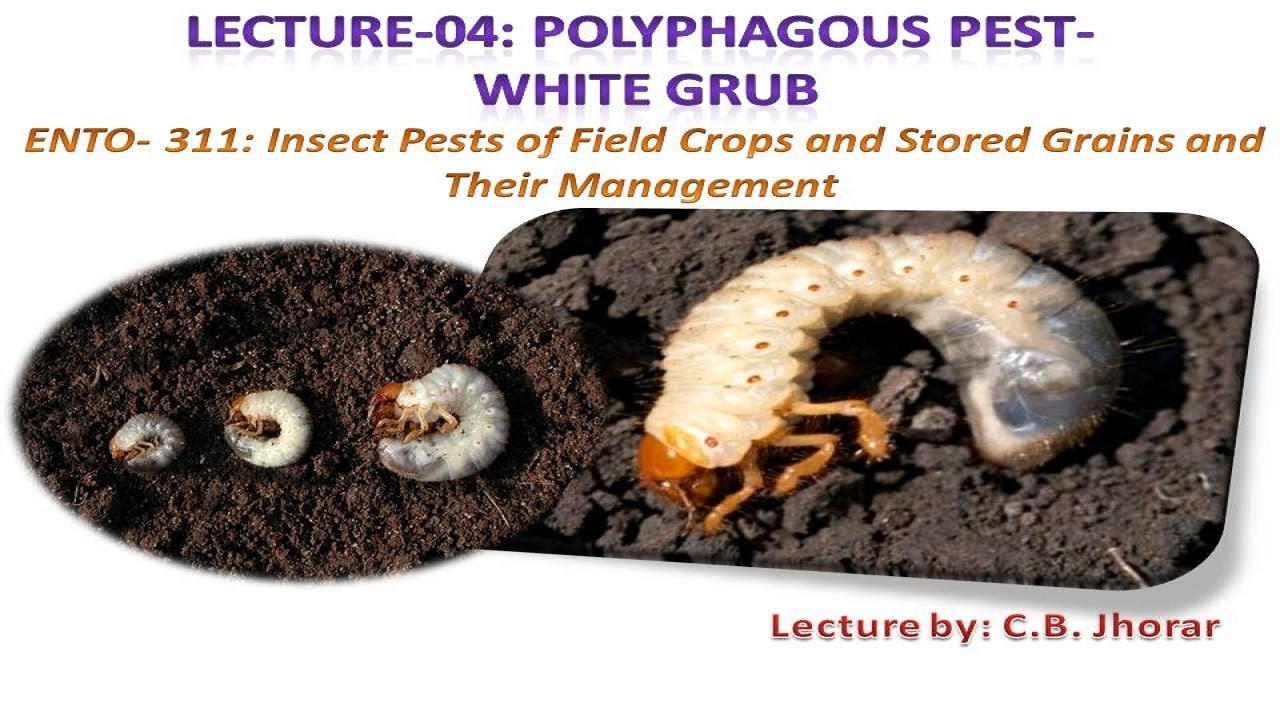 ENTO-311 :Lecture 4: Polyphagous pest- WHITE GRUB