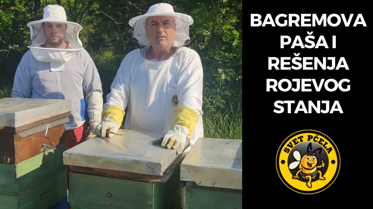 Bagrem iz Šumadije i rešenja rojevog nagona! Pčelarstvo 2022 .