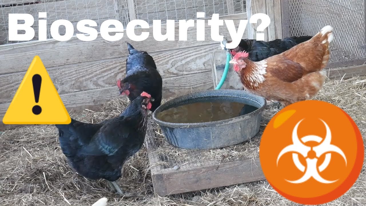 Biosecurity in Our Backyard Chicken Flocks