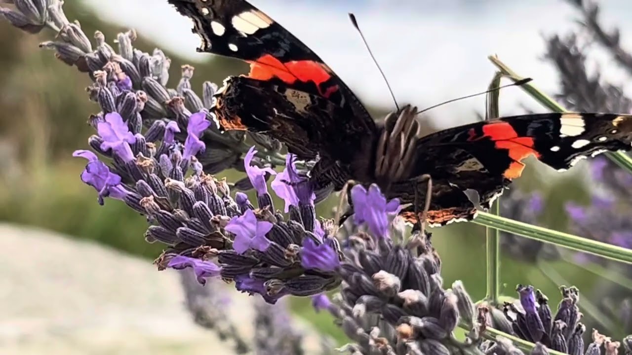 Fantastiske Sommerfugler i Lavendel buskene har ikke skjedd her f&oslash;r! Kinn kommune/Norway 
