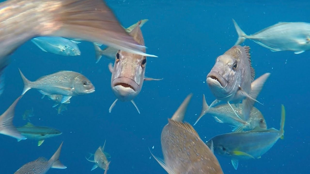 Freediving the CRYSTAL CLEAR Poor Knights Islands- One of New Zealand's BEST Dives!