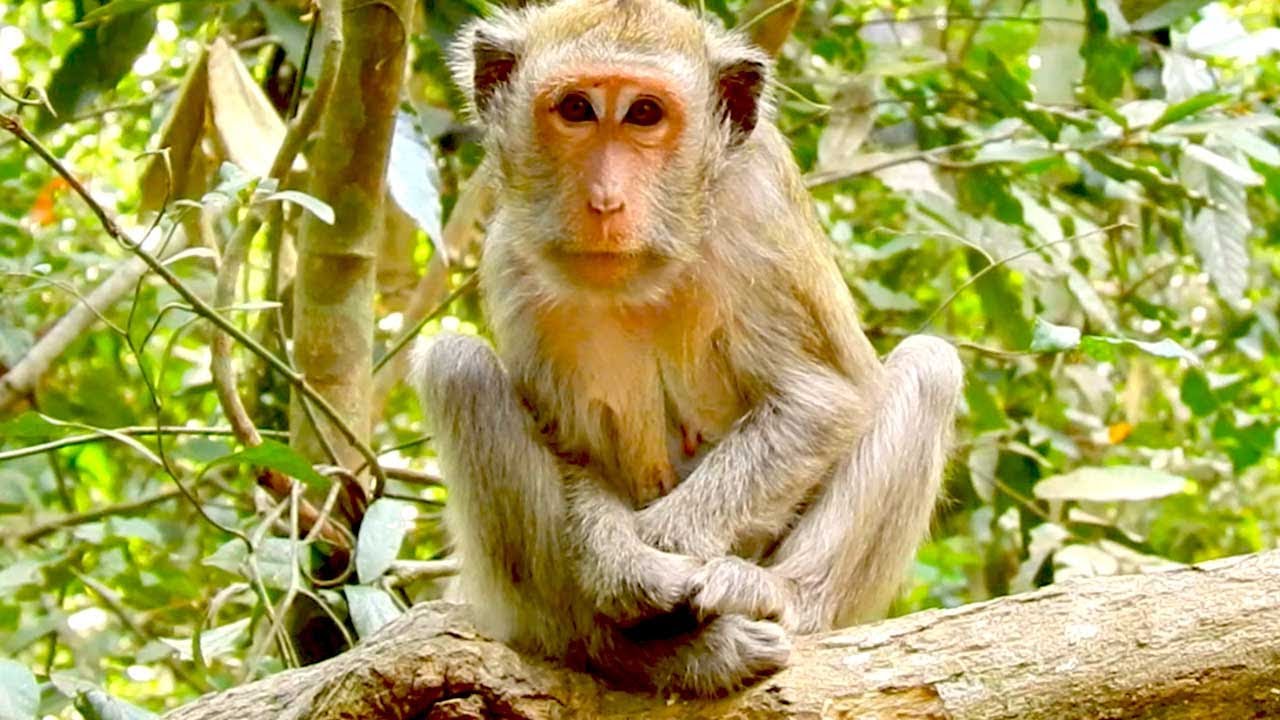 Patient Monkey Jade Waits for Her Baby, Hoping He’ll Return