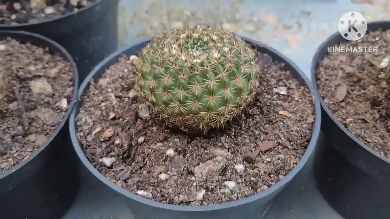 Diferenciando Alguns Notocactus