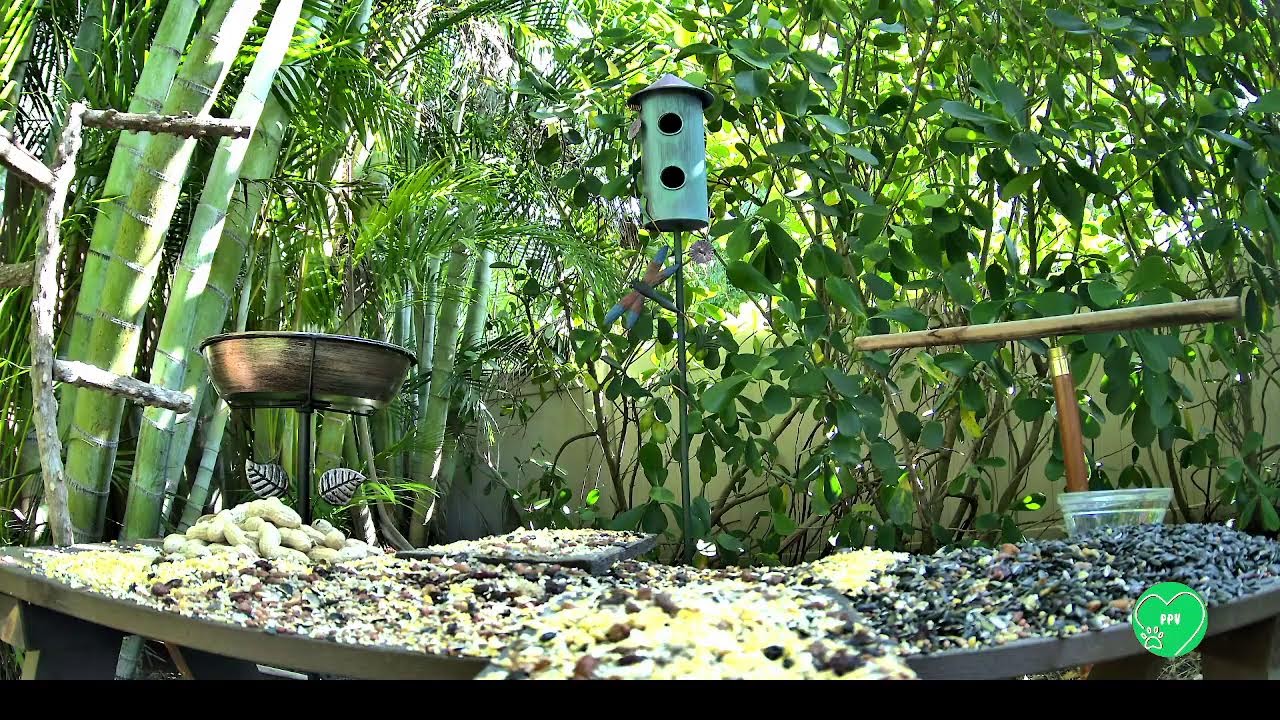 Paw Purr View: 24/7 Live Cat TV That&rsquo;s Fun for Humans Too