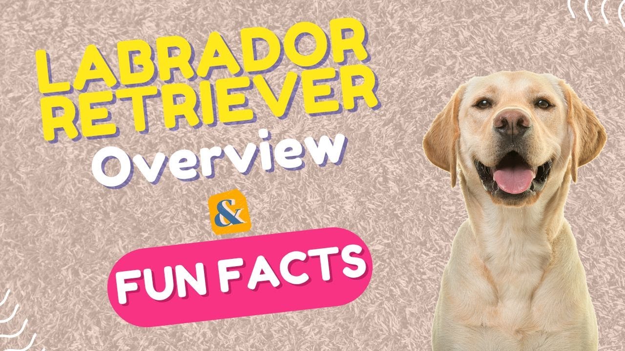 Labrador Retrievers: The Ultimate Family Companion | Total Pet Tales