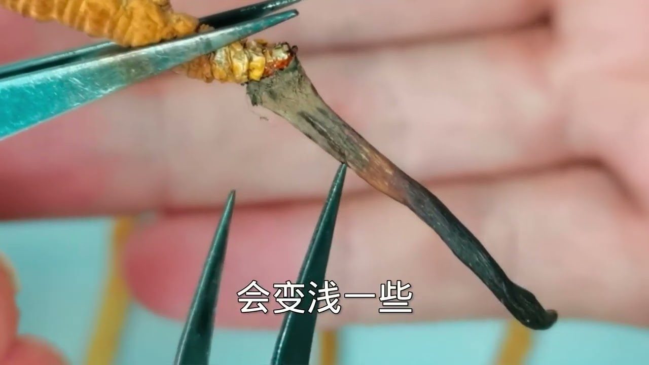 揭秘系列——冬虫夏草：你们要的UP主破产吃草品种，冬虫夏草大家族#听说发第二次会火 #冬虫夏草 #虫草 #中药 #中药鉴别