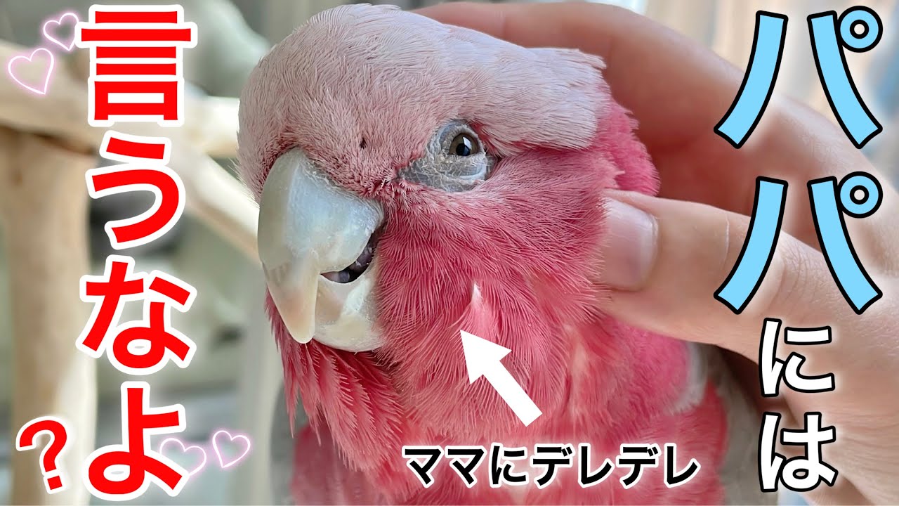 最推しのパパが不在と知った途端‥オウムはこうなりますw【モモイロインコ】