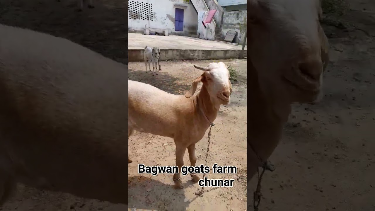 Desi Khassi bakra goats