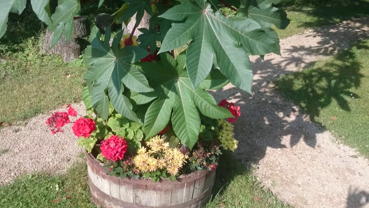 Jak jsme začínali 🌼 Září 2016 🌼 Mladá zahrada