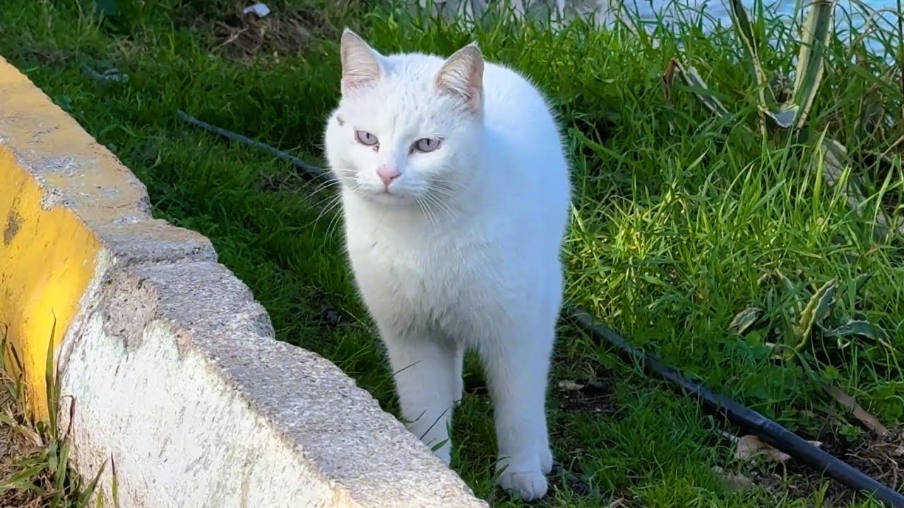 A Fisherman Shares His Catch With a Stray Cat