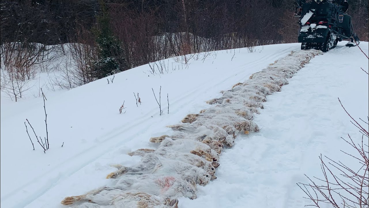 Зимняя охота на кроликов в Ньюфаундленде. Часть 3.