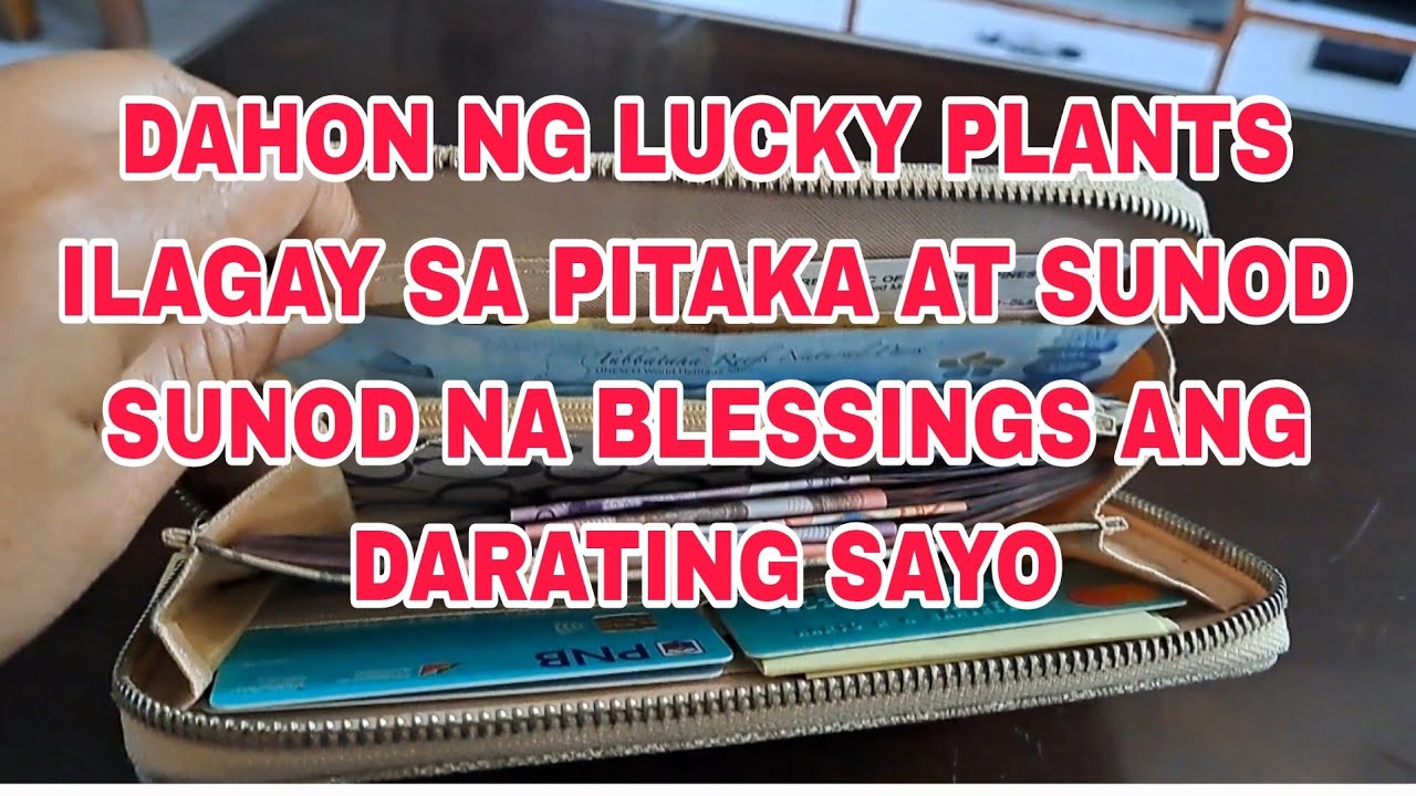 DAHON NG LUCKY PLANTS ILAGAY SA PITAKA SUNOD SUNOD NA BLESSINGS ANG DARATING SAYO!