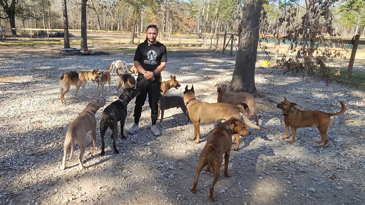 Sharing tamales with the pack. #Dogs #DogTraining #DogAggression #DogReactivity #PackLeader #Sharing