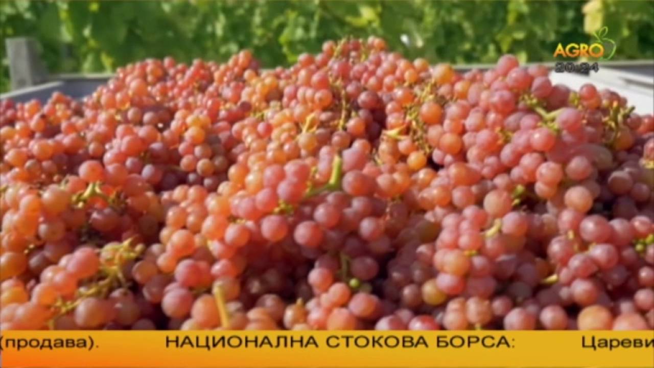 На баир лозе