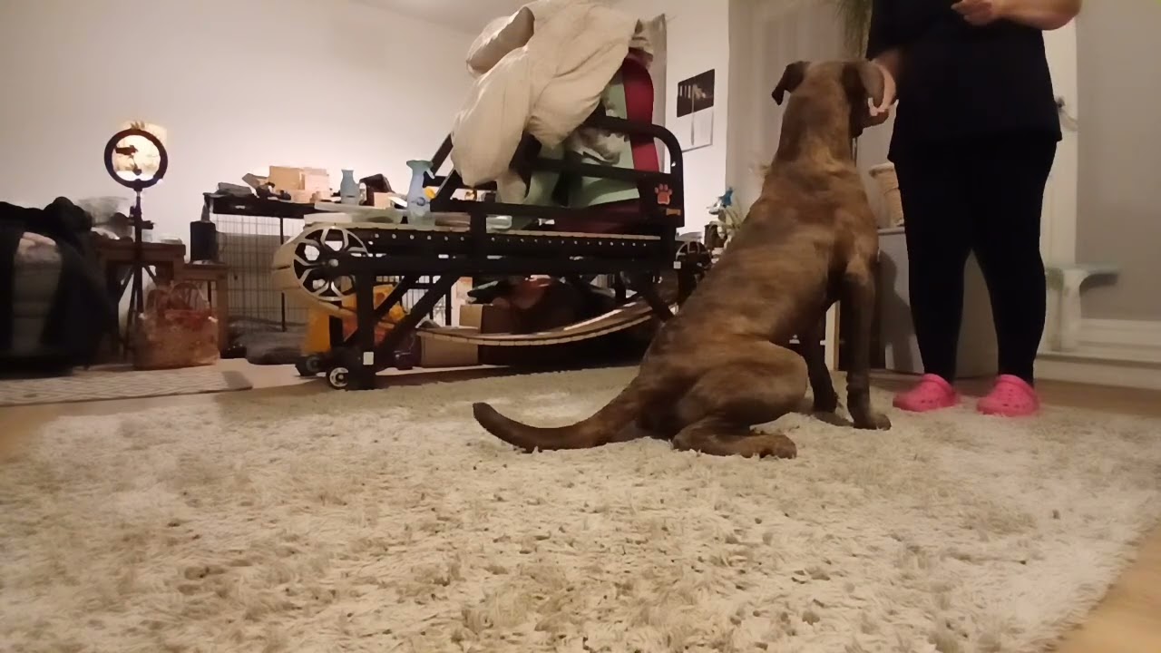 Introducing Irn Cast Foundational Dog Training Transform Your Relationship With Your Dog