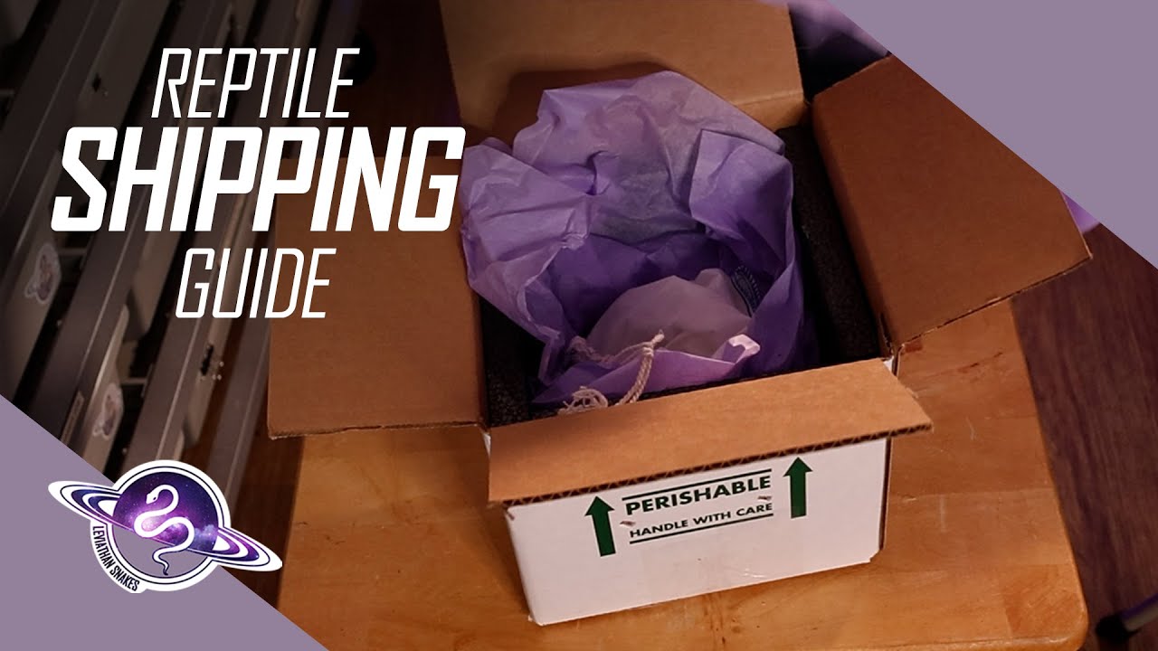Shipping Ball Pythons through FedEx | Reptile Breeder Starter Guide