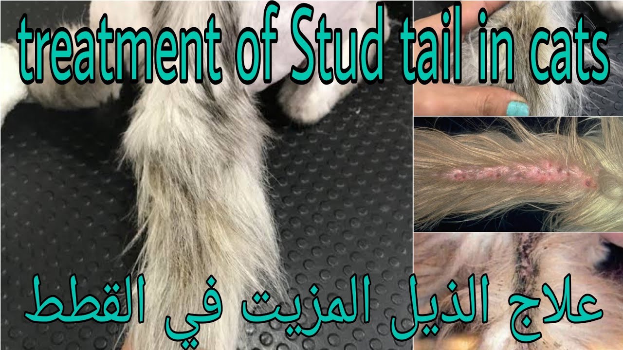 علاج دهون الذيل ( الذيل المزيت) في القطط..treatment of stud tail in cat .supra caudal hyperplasia.