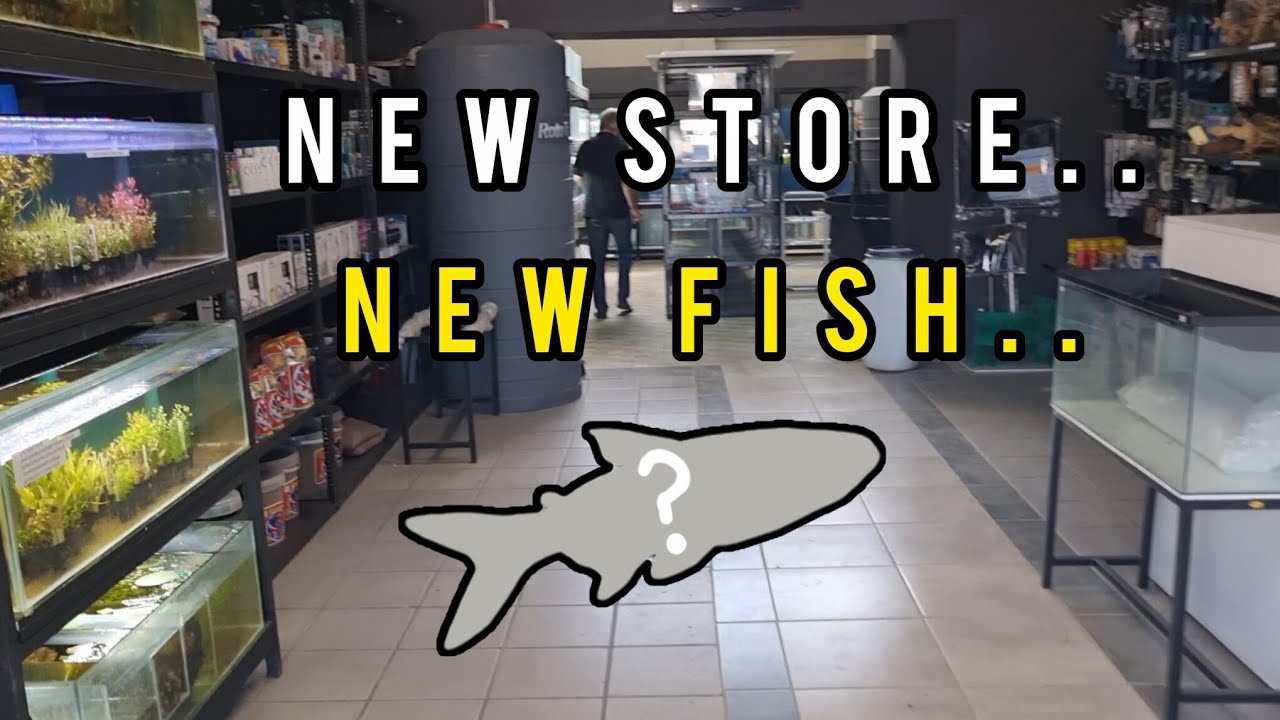 NEW Fish Store Tour - SUBAQUA