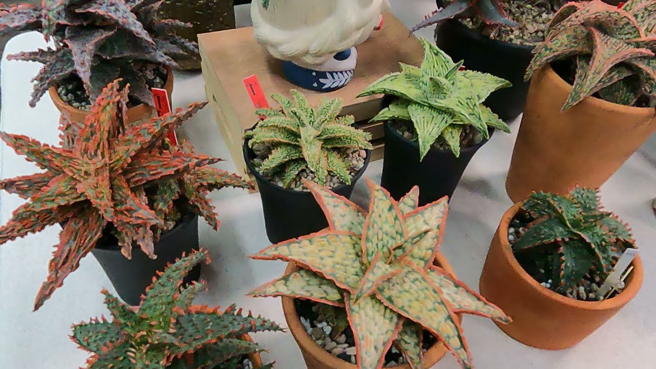 [Cactusthailand24]  MBK GARDEN MARKET cactus & foliage 2021 Aloe Hybrid ว่านหางจระเข้ไฮบริด EP2