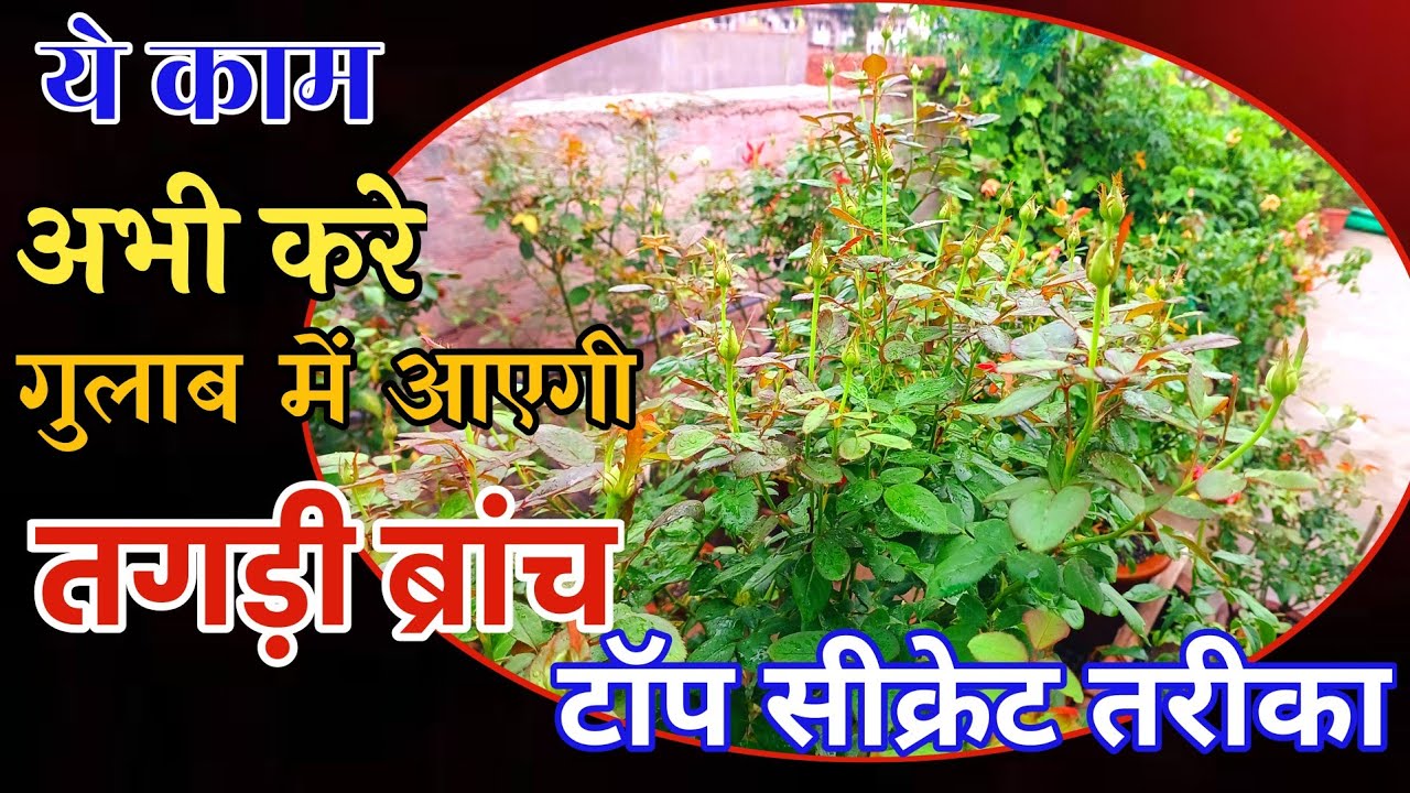 ये काम अभी करे गुलाब में आएगी तगड़ी ब्रांच टॉप सीक्रेट तरीका How to get Basal shoot in Rose plant