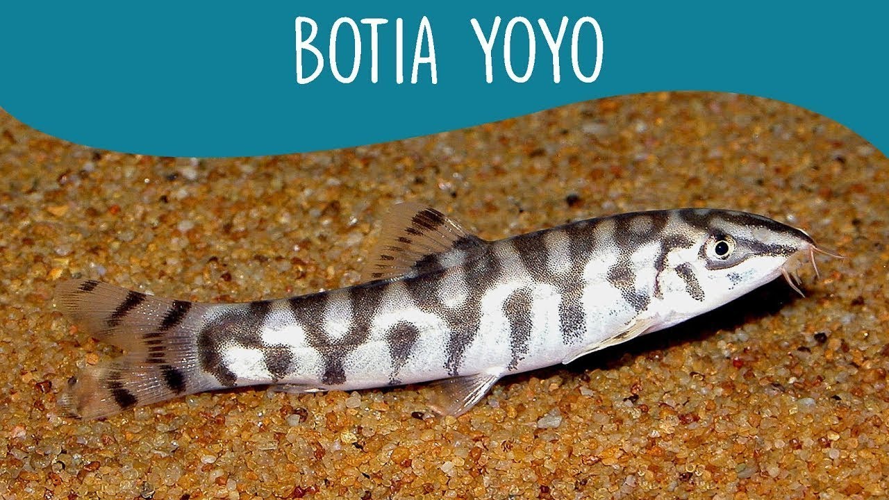 Como criar o peixe Bótia Yoyo em aquário