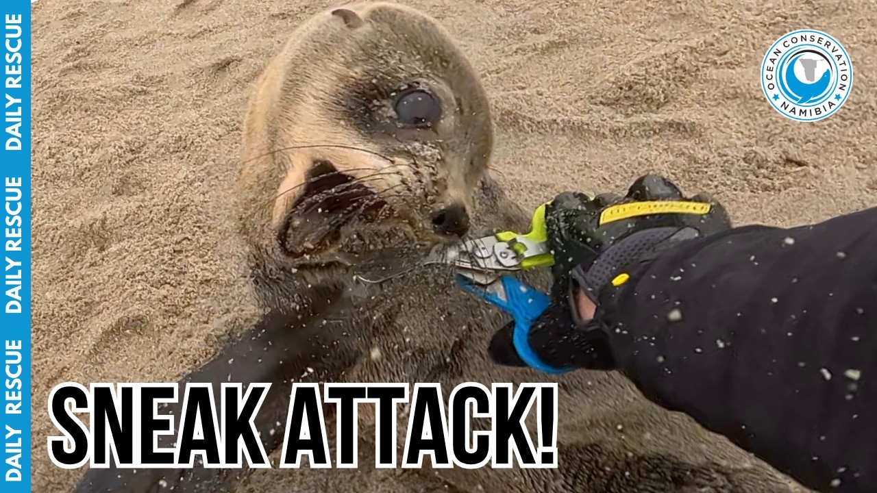 Routine Seal Rescue Turns Dangerous