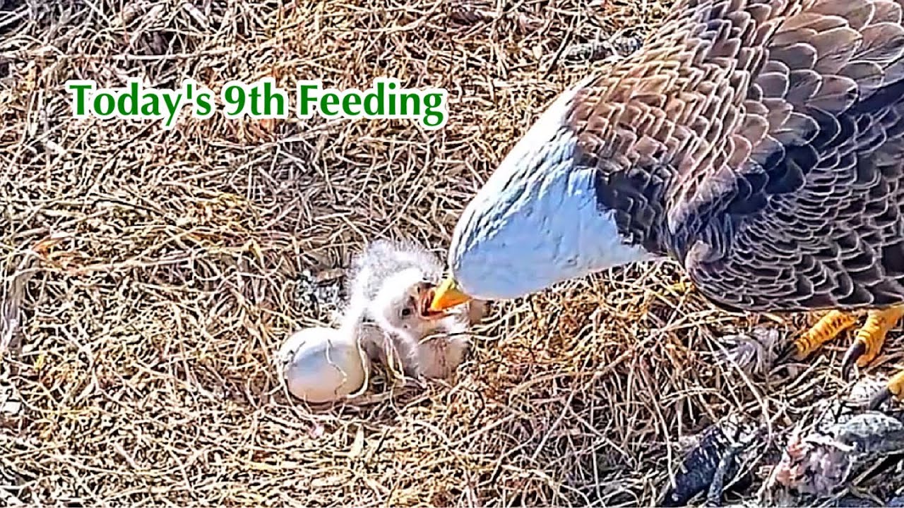 #77🦅🐥7°🥚／Duke Farms Eagle Nest 2026／Duke Mom💗Duke Dad／by Duke  Farms
