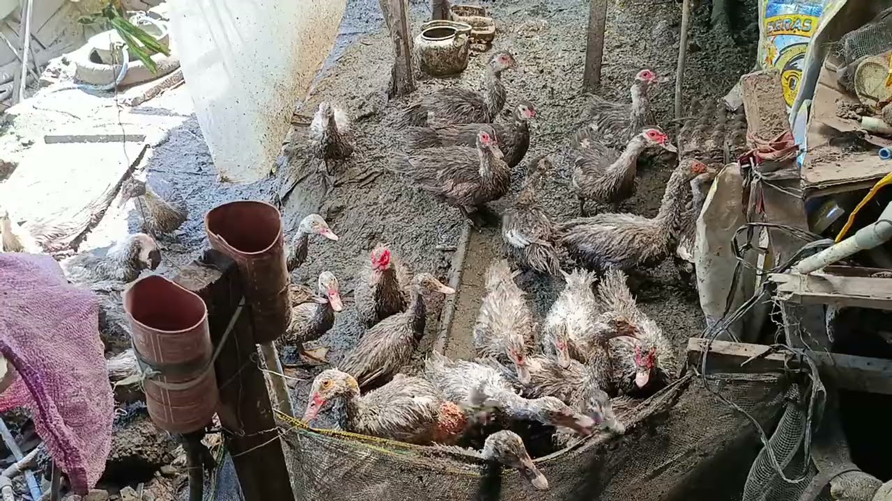 Memberi entok makan dengan sebidang daun keladi yang ada di pinggir kandang
