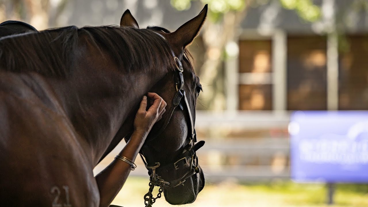 Preview - 2024 Inglis Premier Yearling Sale