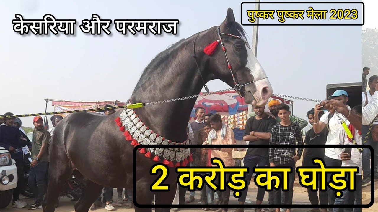 पुष्कर की धरा पर उतरा 2 करोड़ का केसरिया और परमराज raajal stud farm Gujrat | pushkar horse mela 2023