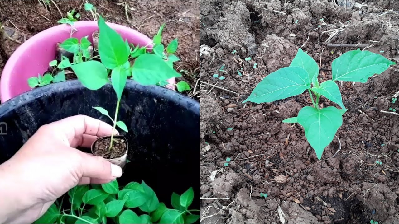 Cara Menanam Cabe Rawit di Lahan Kering