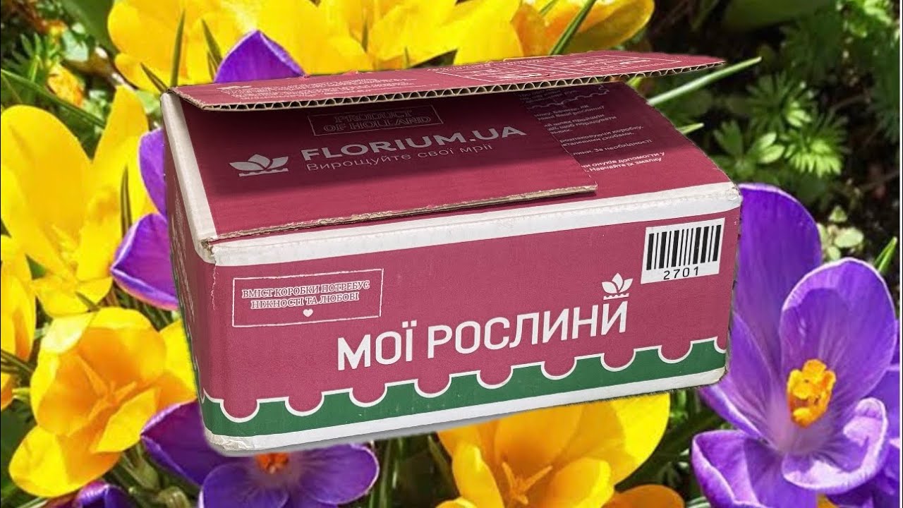Не втрималась! Розпаковка цибулин квітів з Florium — такі ціни бувають рідко 🌷