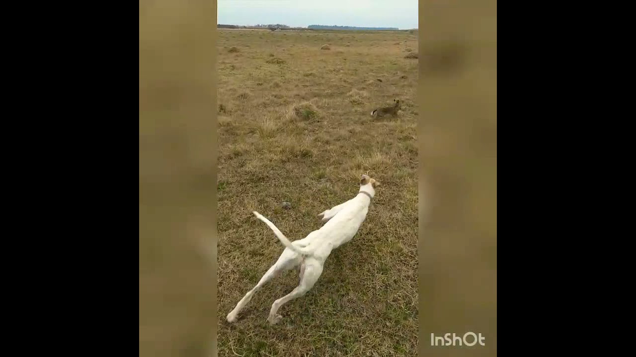 CAZA DE LIEBRE CON GALGOS 2020