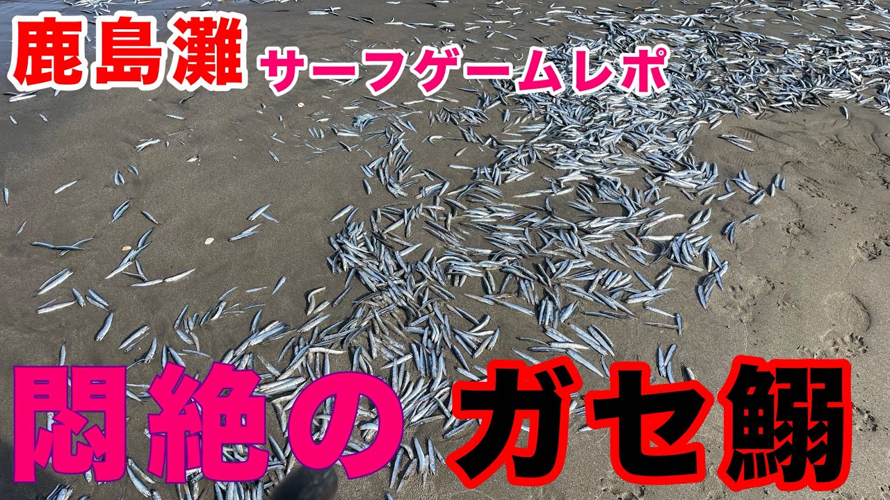 シーズン間近！？鹿島灘のイワシ