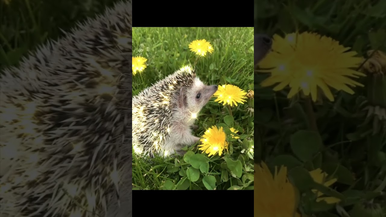 s&uuml;ni edit❤️❤️