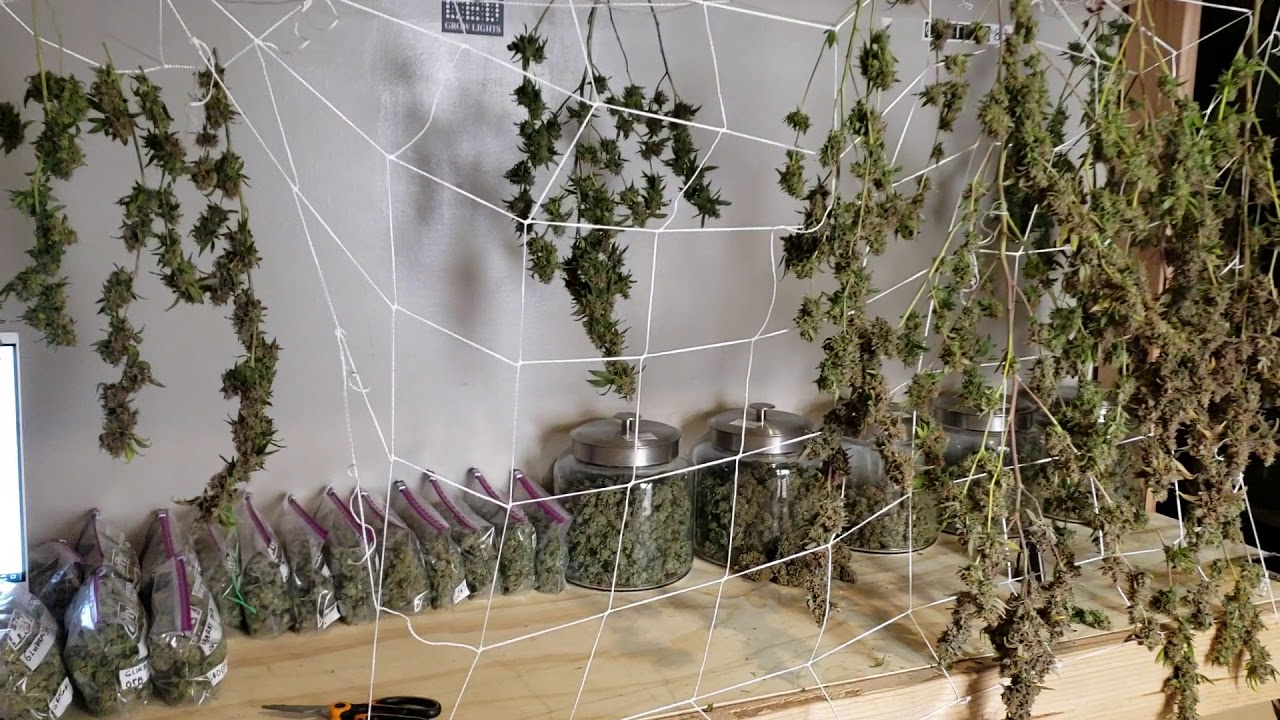 Amazing Single Plant Harvest  - Optic6 Gen4 Dimmable LED Harvest
