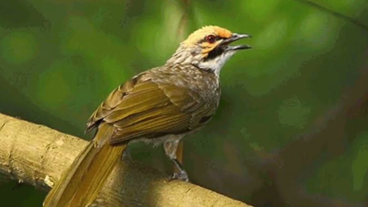 Masteran Cucak Rowo Terbaru Jaminan Suara paling kencang #kicau #kicaumania #masteran #burung