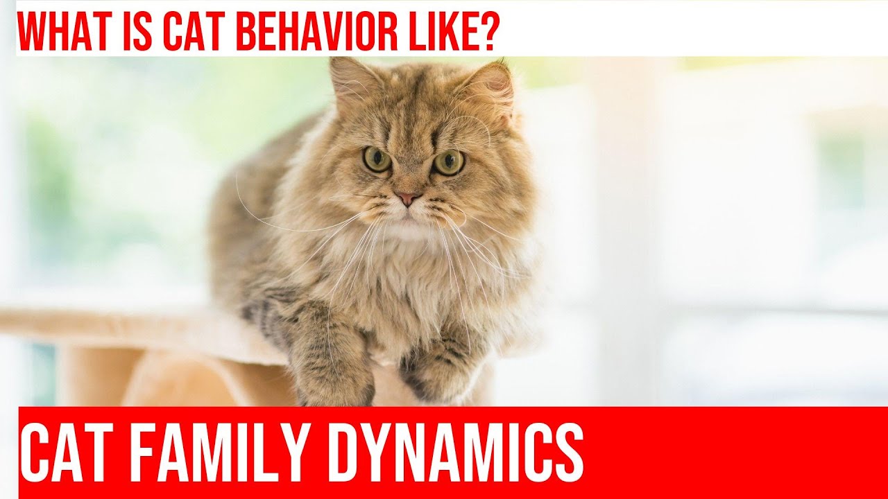Exploring the Social Behavior of Multiple-Generation Households: Cats Revealed