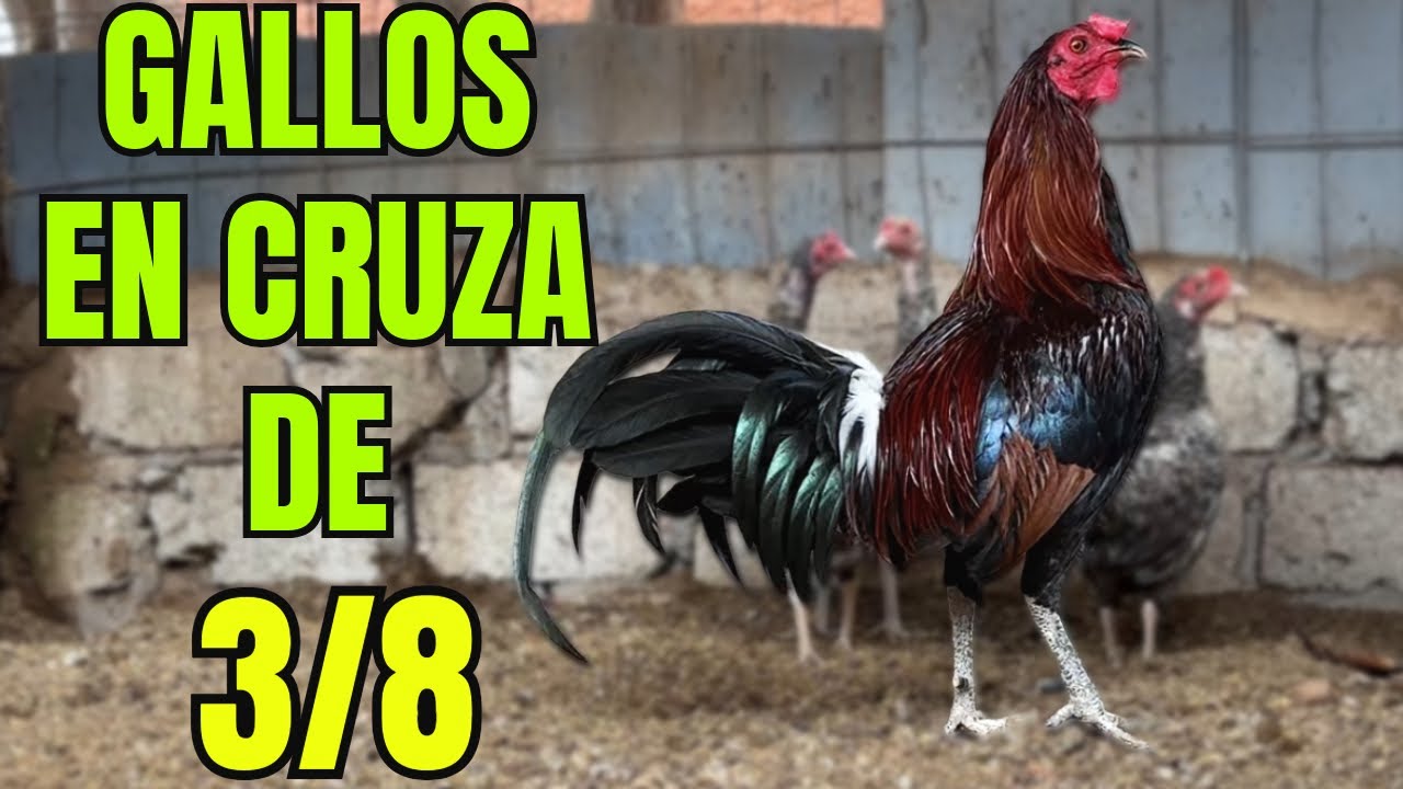 GALLOS EN CRUZAS DE 3/8... CUAL ES MEJOR???