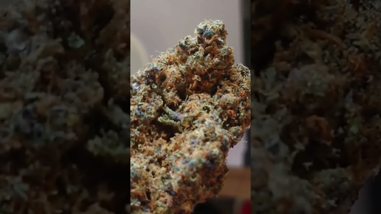 Pedanios 18/1 short strain view - Tangerine Dream 🍊