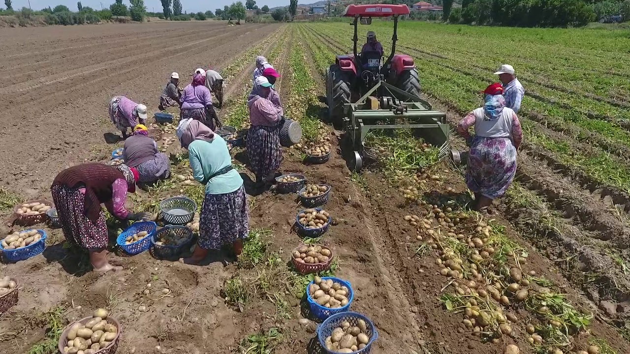 Patates Şarkısı Eşliğinde Hasat