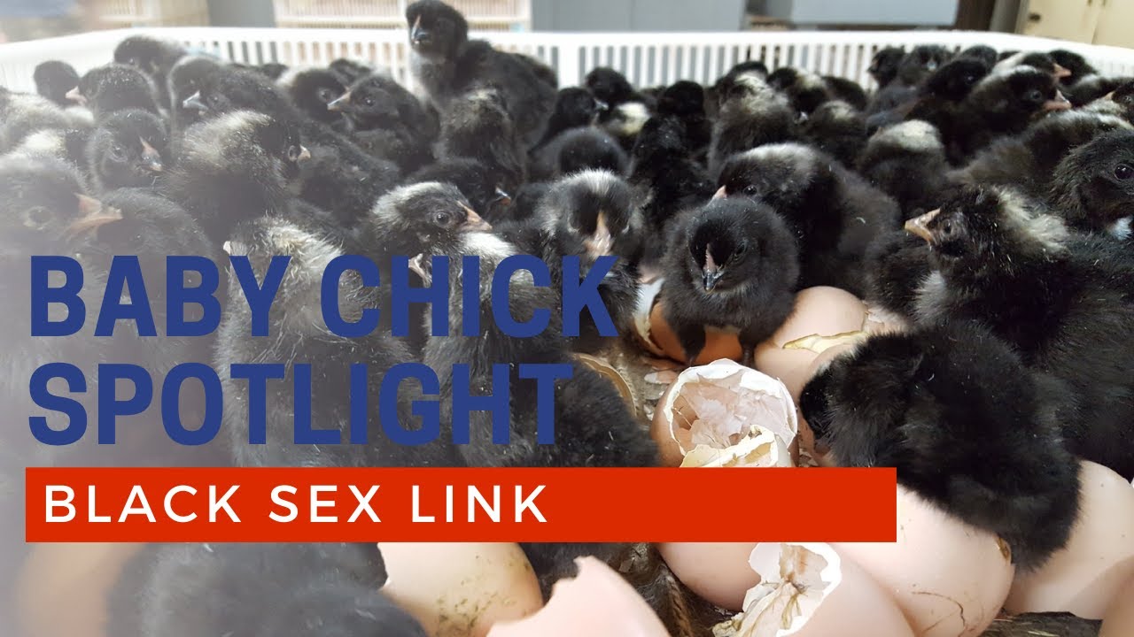 Black Sex Link Chicken Breed | Cackle Hatchery