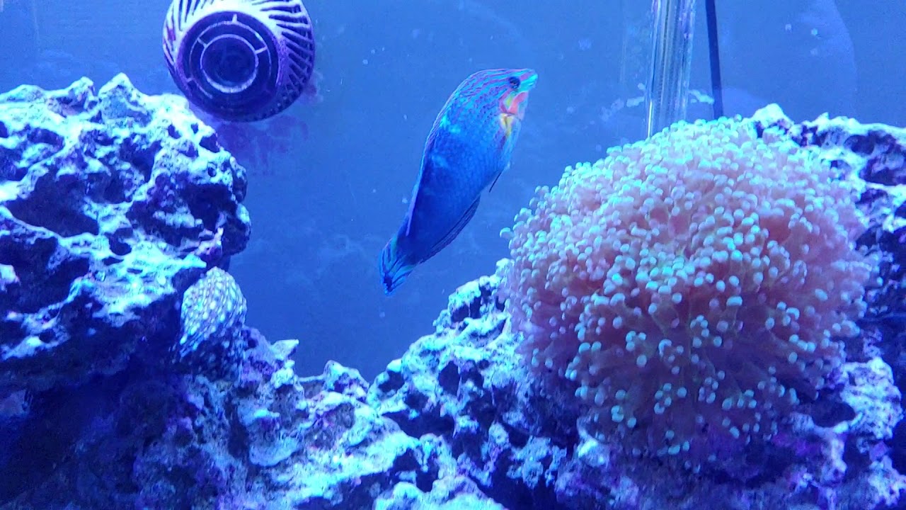 Melanurus Wrasse 3 Year Update