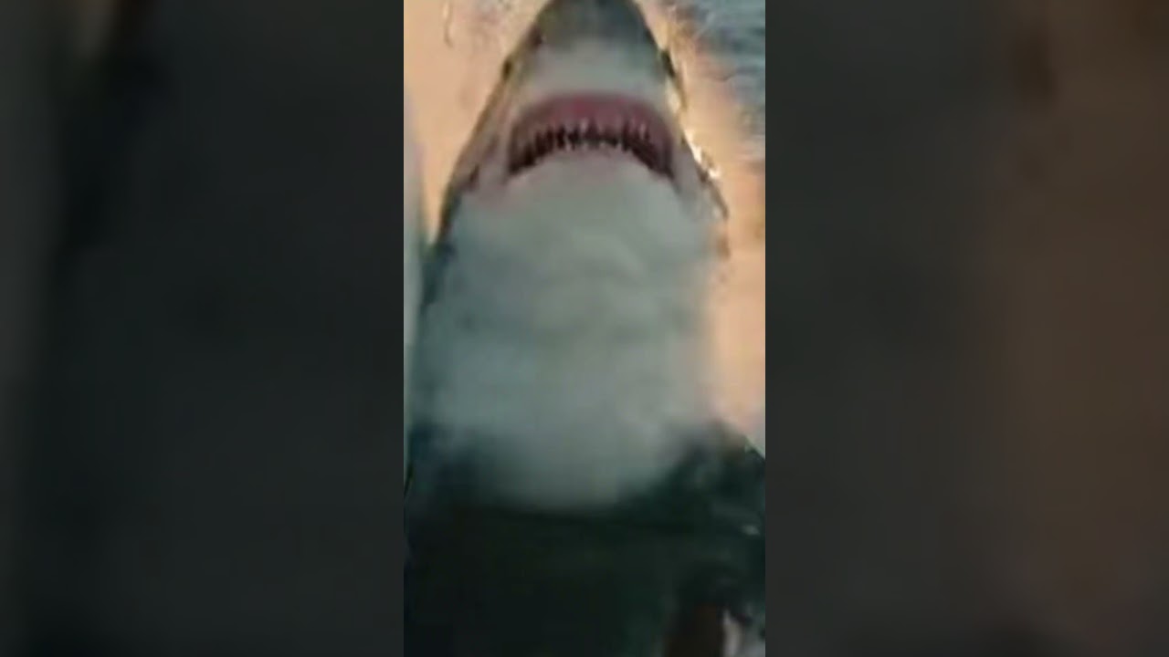 Dozens of Massive Sharks Launch at the Boat | Real Offshore Frenzy