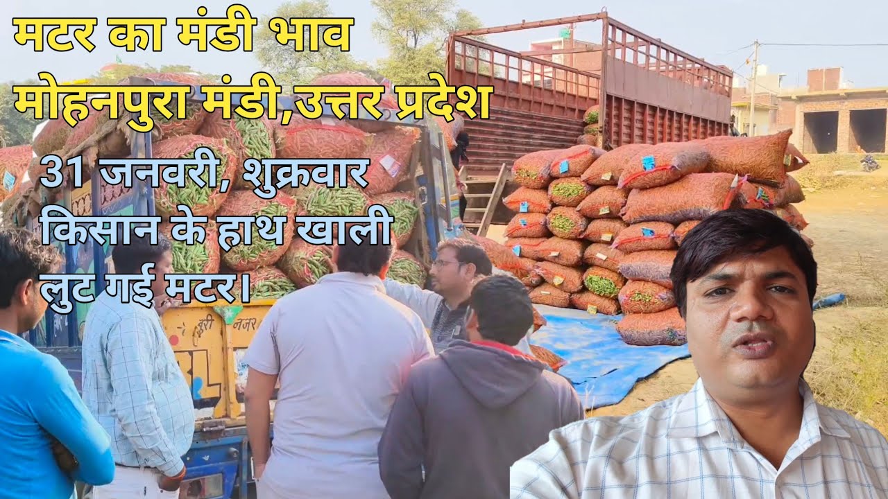 किसान के हाथ खाली ,लुट गई मटर। मटर का आज का मंडी भाव। मोहनपुरा मटर मंडी। जिला कासगंज। उत्तर प्रदेश।